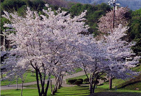 鹿部公園の春：桜が咲いている様子