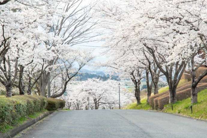 色麻町で見られる愛宕山桜