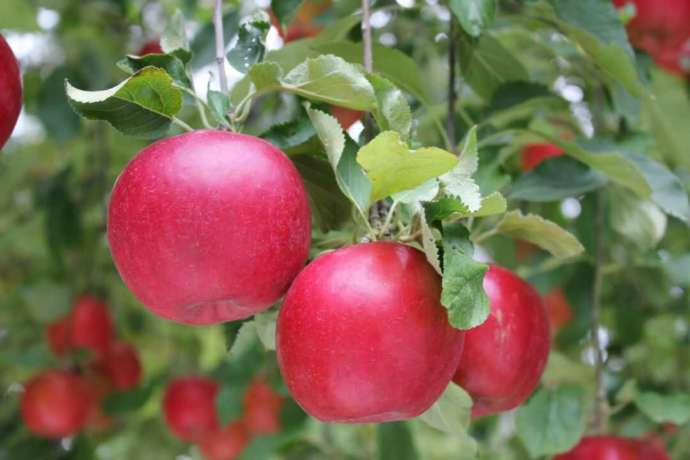 町内にある南山果樹園のりんご