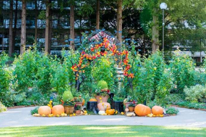 四季の香ローズガーデン内のカボチャが並ぶ秋の色彩のローズガーデン