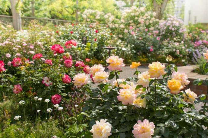 四季の香ローズガーデン内で見られる多品種のバラ