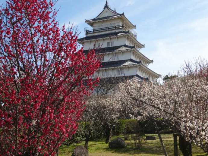 長崎県島原市にある島原城の梅の開花時期の様子