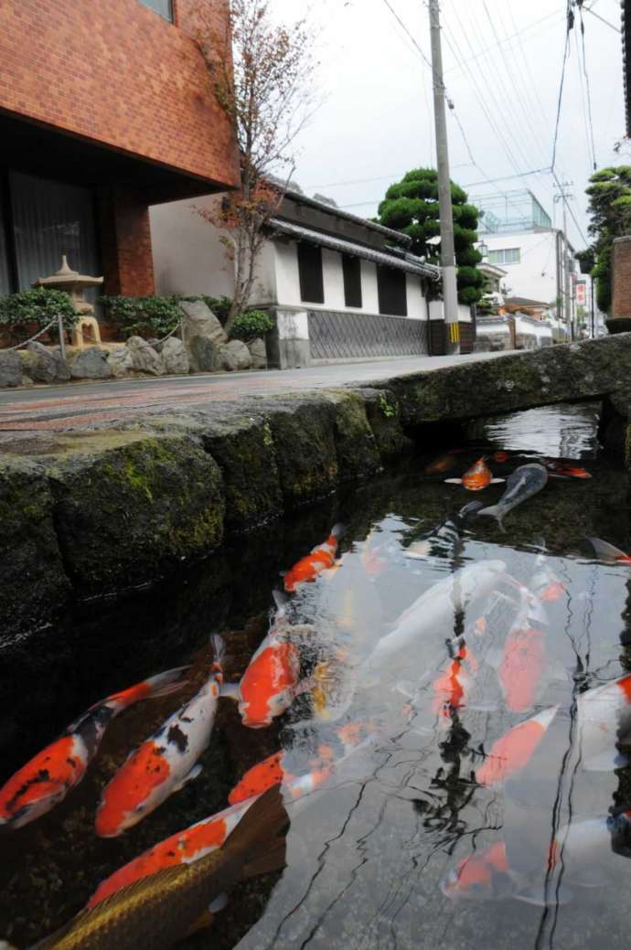 長崎県島原市の「鯉の泳ぐまち」