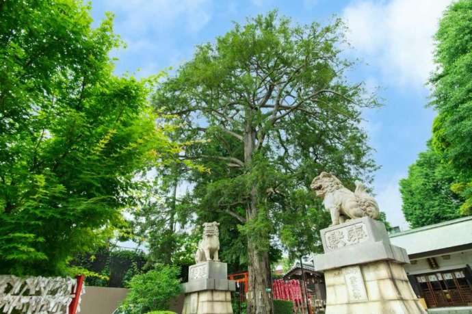 東京都品川区にある下神明天祖神社の御神木と狛犬