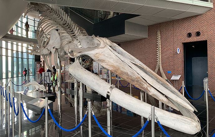 日本でここだけ！シロナガスクジラの全身骨格標本