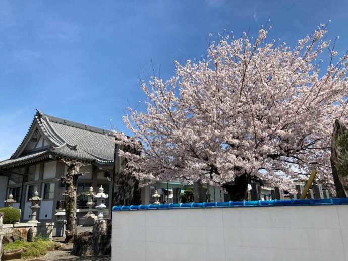 下末真福寺の桜
