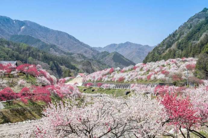 阿智村で春に開花する花桃が広がる光景