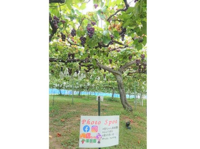 福岡県朝倉市にある信ちゃん果樹園園内のぶどうと写真が撮れるフォトスポット