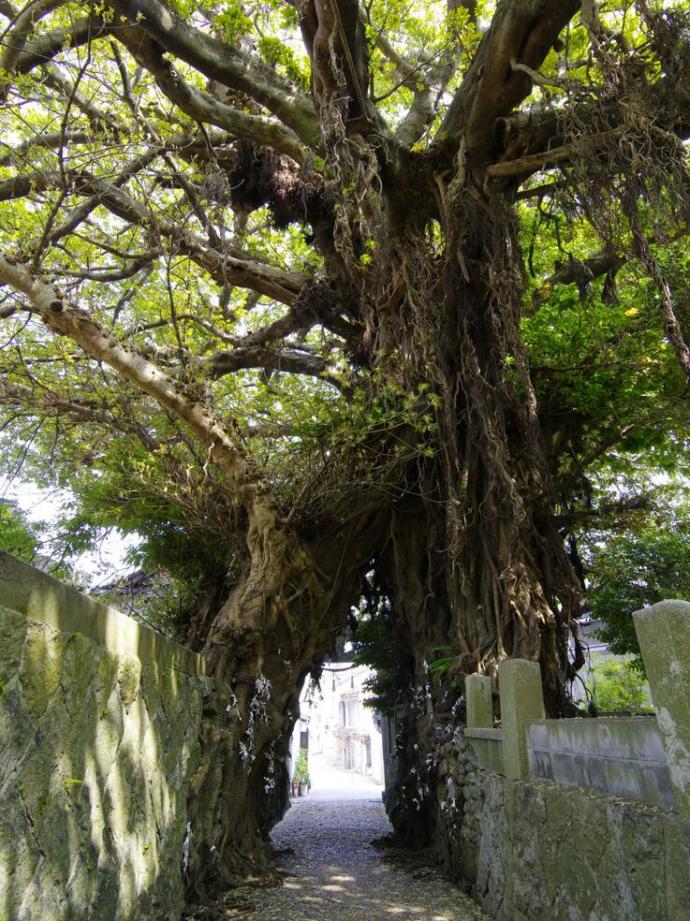 樹齢670年を超える奈良尾のあこう樹