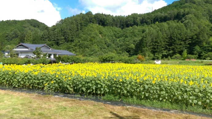「道の駅 信州平谷」の周りに広がる向日葵（ひまわり）畑（夏）