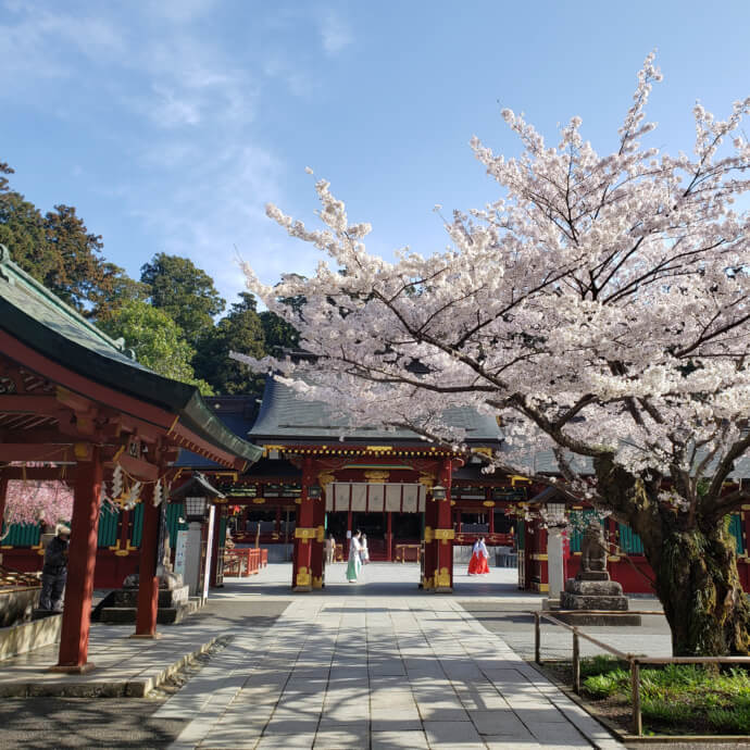 宮城県塩竃市にある鹽竈神社と桜の写真