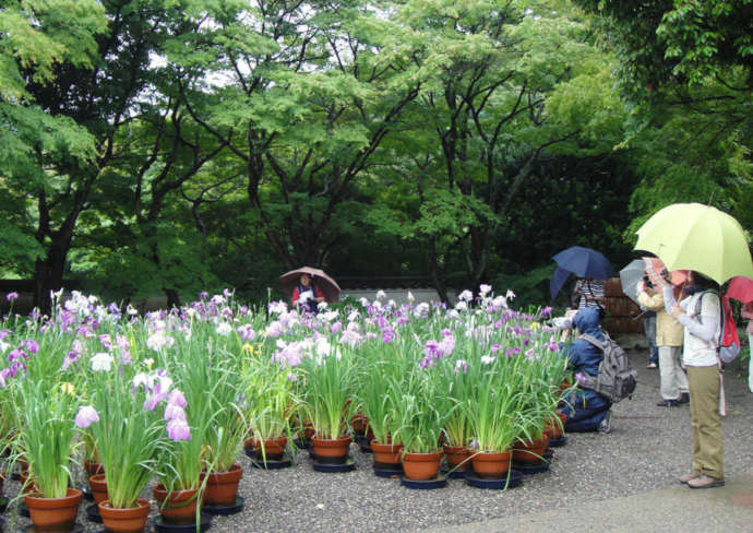 福岡県北九州市の「北九州市立白野江植物公園」で展示されているハナショウブ