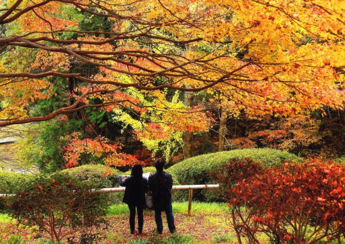 福岡県北九州市の「北九州市立白野江植物公園」で紅葉狩りをするカップル