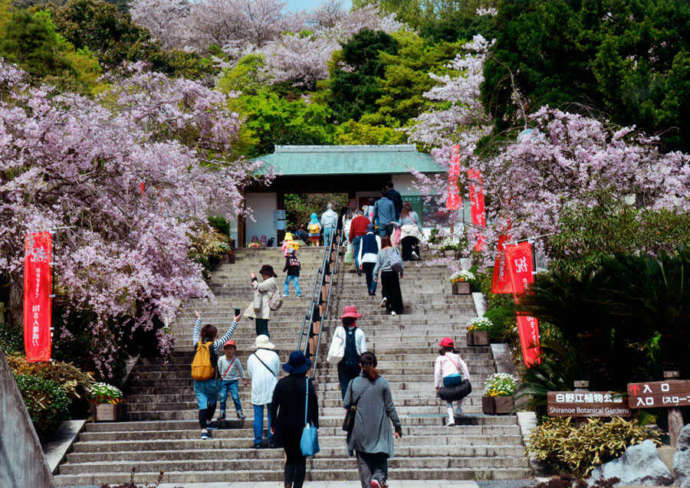 福岡県北九州市の「北九州市立白野江植物公園」にあるしだれ桜