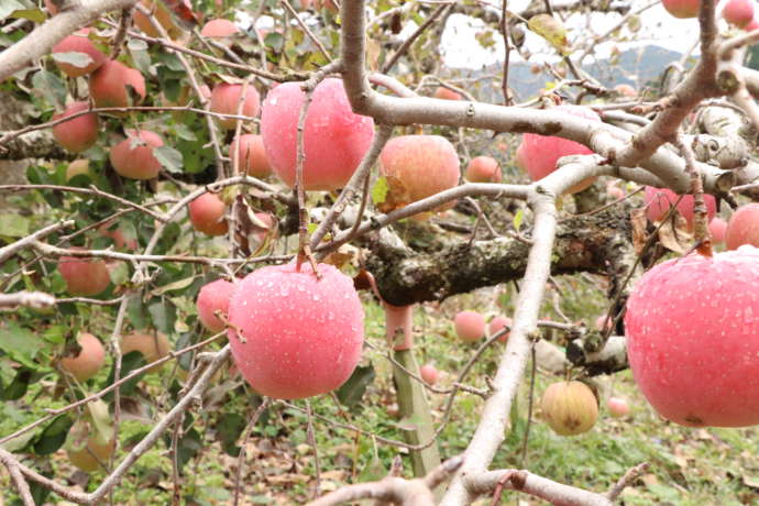 原観光りんご園のりんご