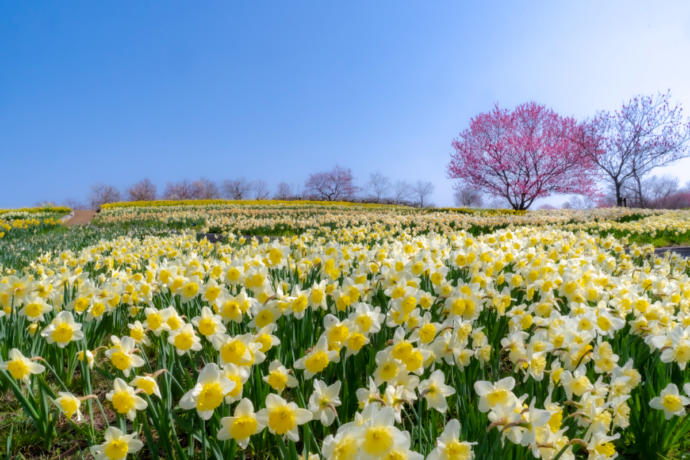 庄原市にある「国営備北丘陵公園」のスイセンが咲く風景