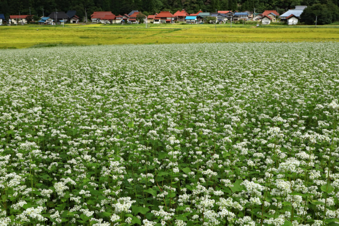 福島県昭和村のそばの花が咲き誇る畑