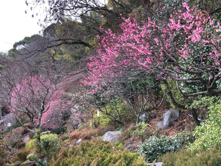 静岡県熱海市にある春陽亭の美しい花々