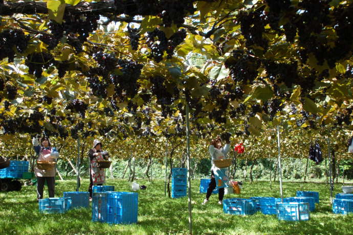 長野県にある信濃ワインで赤ぶどうを収穫している様子