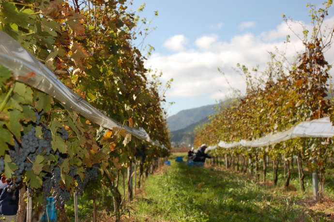 長野県にある信濃ワインのぶどう畑、収穫時期