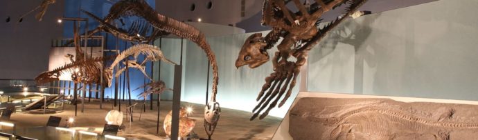 福井県立恐竜博物館の常設展示「海の爬虫類」