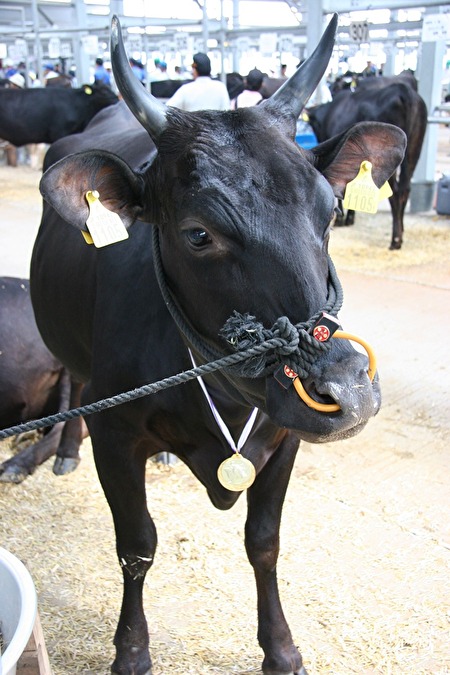鹿児島県曽於市で飼育されている和牛