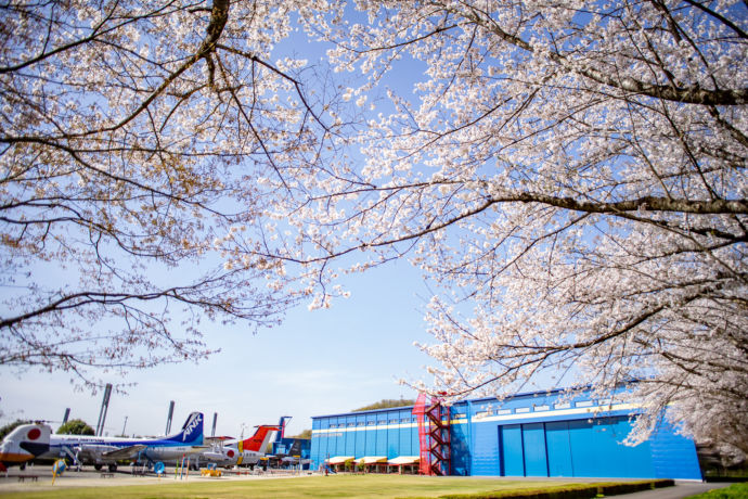 岐阜かかみがはら航空宇宙博物館の外に咲き誇る桜