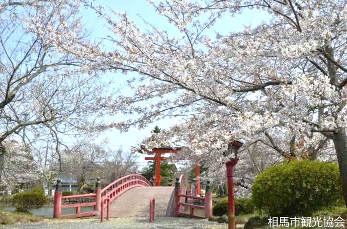 涼ケ岡八幡神社の橋の正面と桜