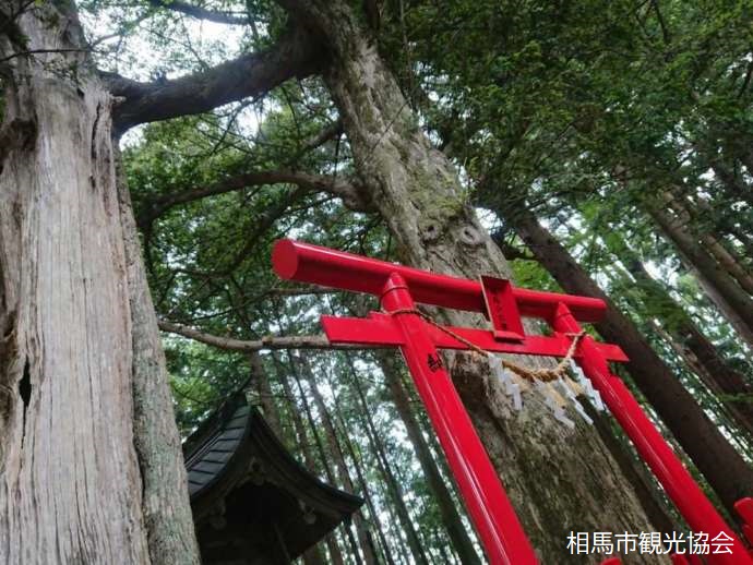涼ケ岡八幡神社の鳥居とカヤの木