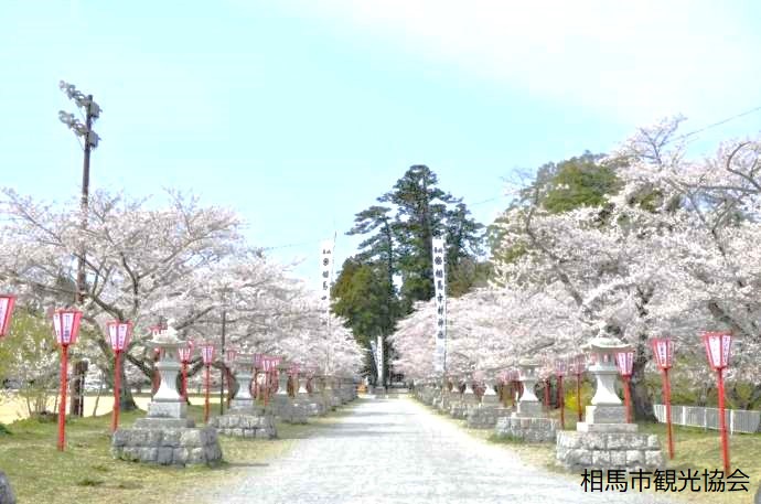 中村城跡の参道と桜並木