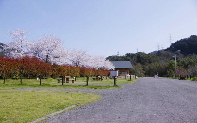 桜の季節の道の駅大和オートキャンプ場の様子