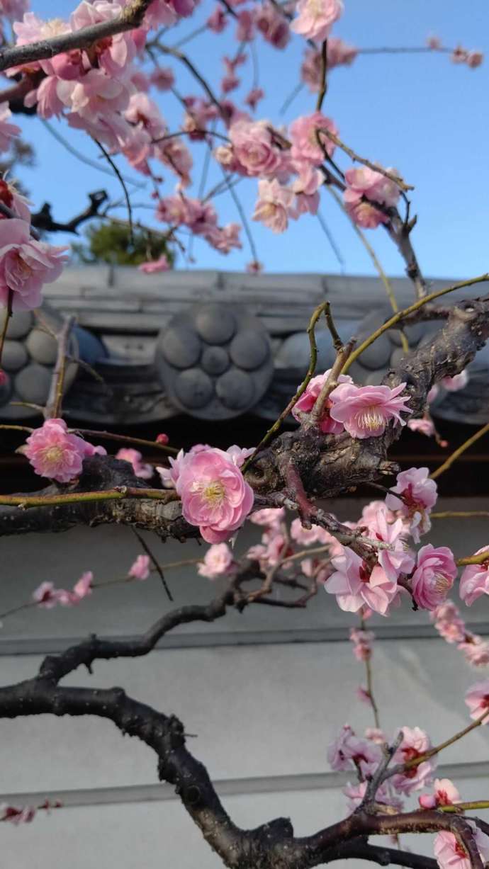 盆梅展の時期に菅原天満宮で見られる満開の梅の花