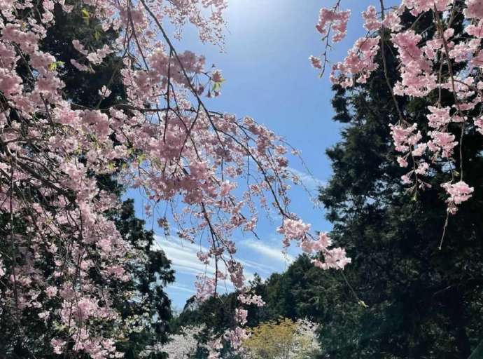 救馬溪観音の境内に咲く桜