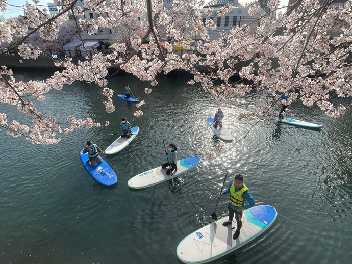 水辺荘の「桜のお花見SUPツアー」に参加中の皆さんと大岡川河畔で満開の桜