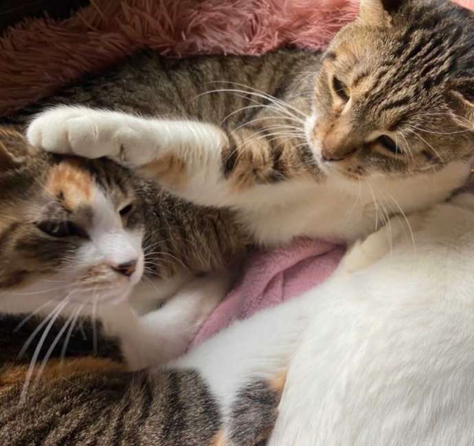 毛布の上でくつろぐ2匹の猫