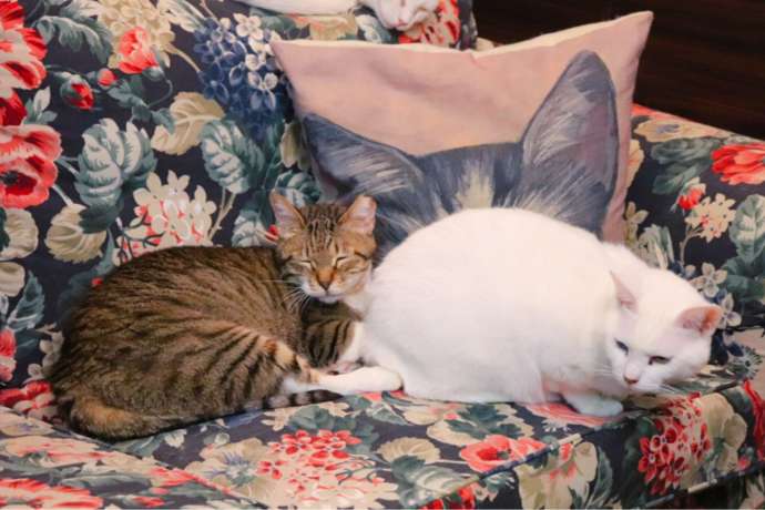 ソファーの上でくつろぐ2匹の猫