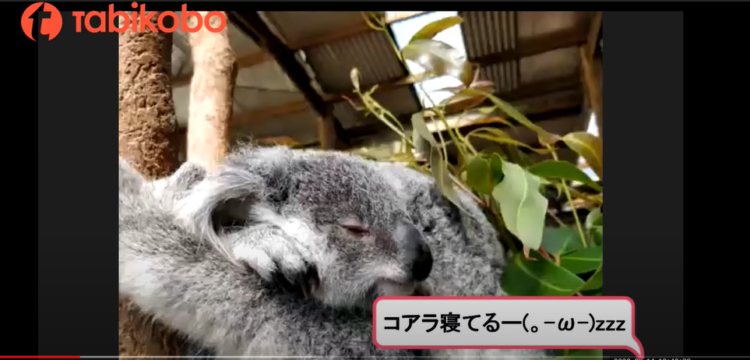 旅工房のケアンズ動物園ツアーの画面に映るコアラ