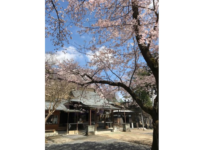 栃木県佐野市にある「賀茂別雷神社」の春の様子