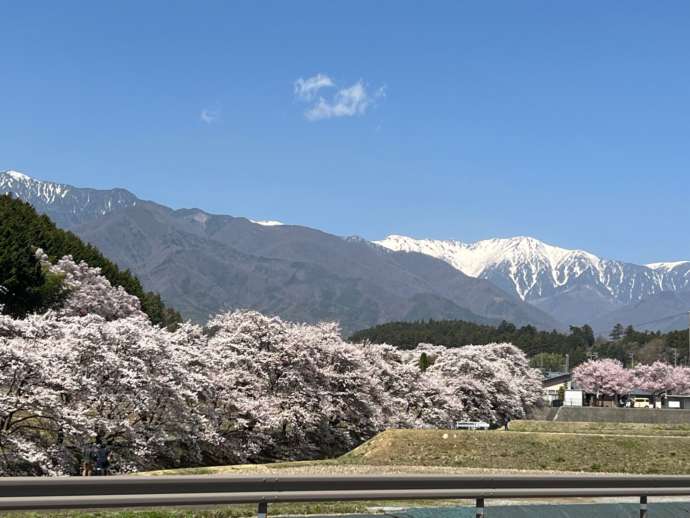 長野県上伊那郡飯島町の「道の駅田切の里」の近くにある桜並木