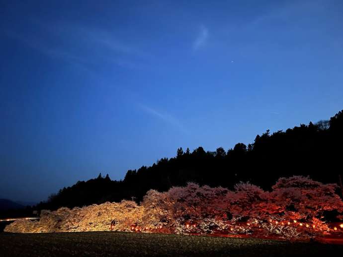 「道の駅田切の里」の近くにある桜並木がライトアップされる様子を引きで眺める