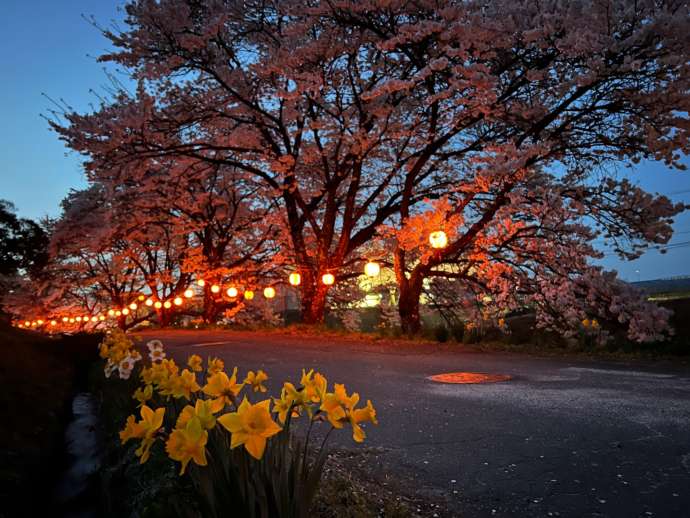 「道の駅田切の里」の近くにある桜の木がライトアップされる様子を寄りで眺める
