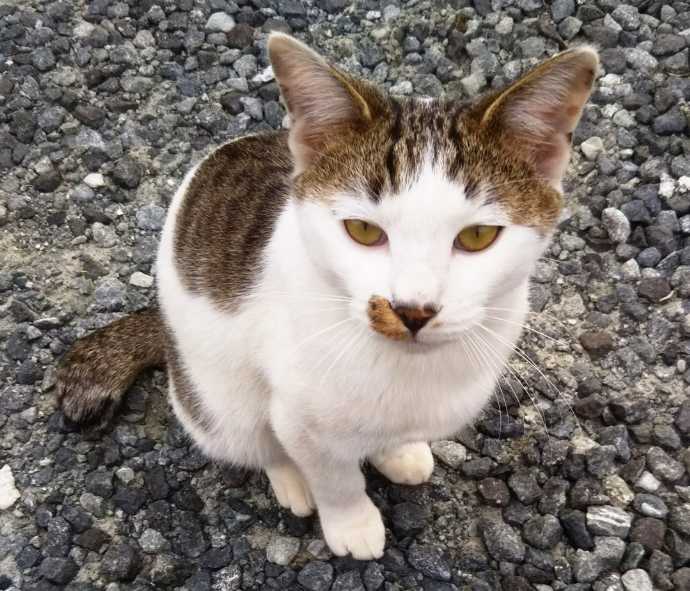 太江寺の境内で遭遇した猫