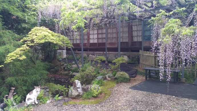 太江寺の藤の花と猫