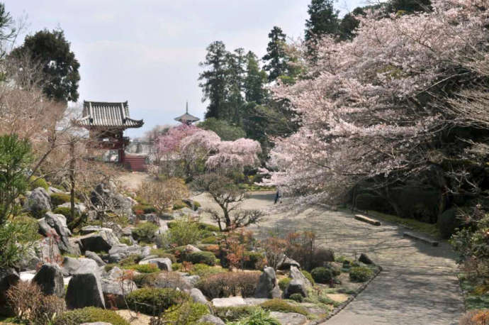 當麻寺奥院に咲く桜