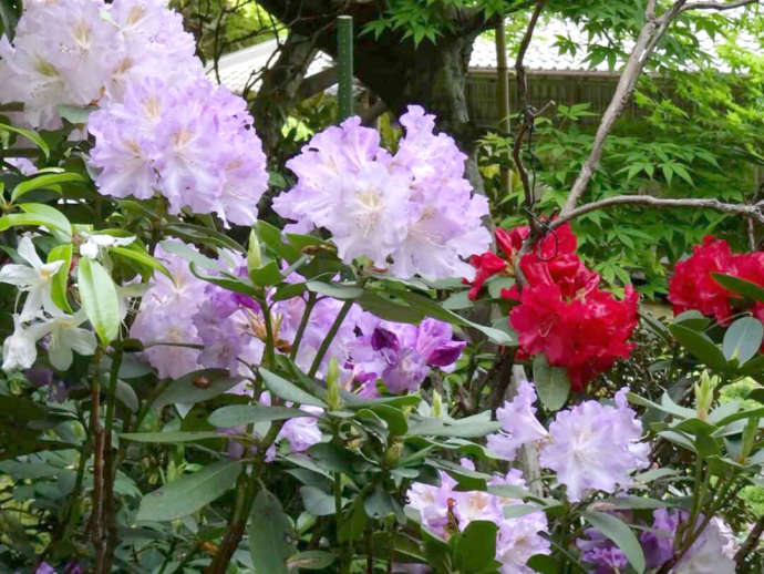 「當麻寺西南院」の庭園で開花したシャクナゲ（春）