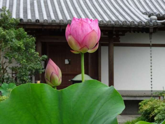 「當麻寺西南院」の本堂と開花しつつあるハス（夏）