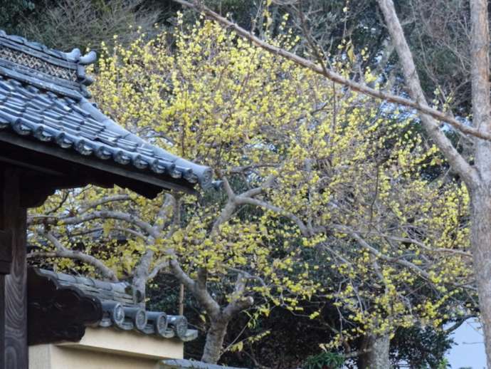 「當麻寺西南院」の境内で開花したロウバイ（冬）（その2）