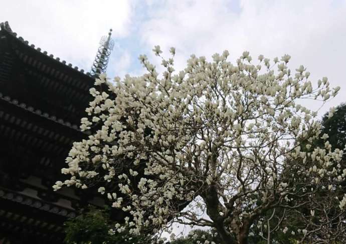 「當麻寺西南院」の境内で開花した白モクレンと三重塔（春）