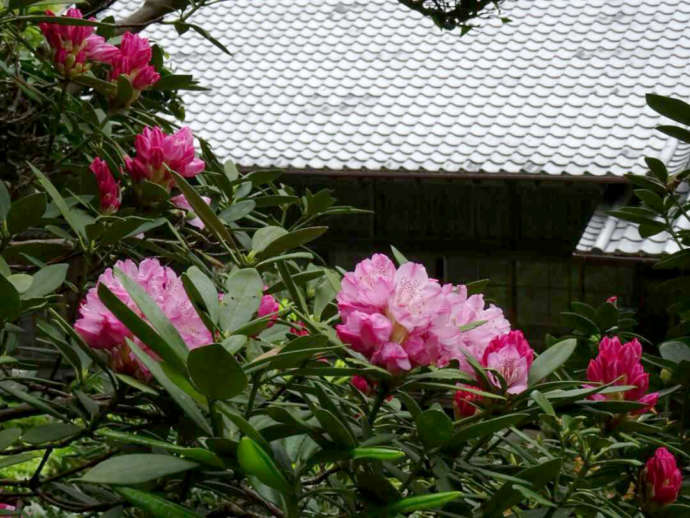 「當麻寺西南院」の庭園で花開くシャクナゲと書院裏外観（春）