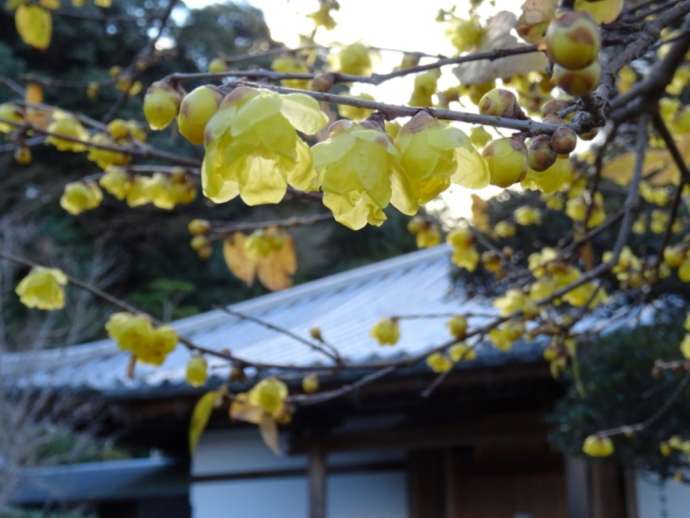「當麻寺西南院」の境内で開花したロウバイ（冬）（その1）